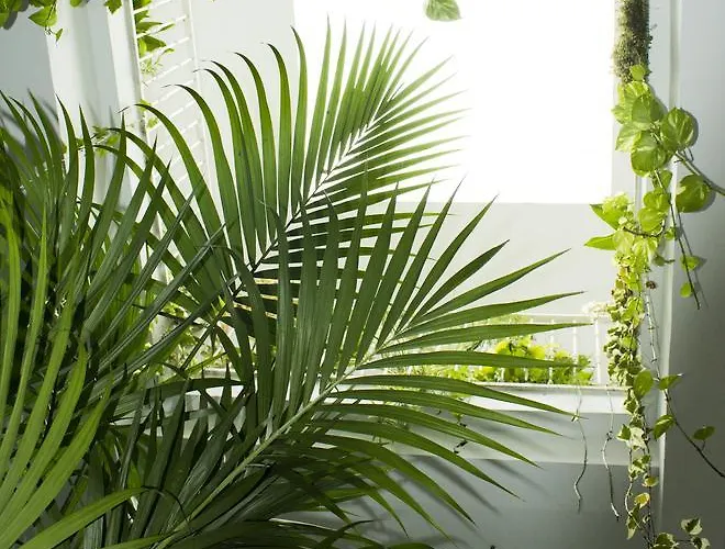 Gæstehus El Arco Conil De La Frontera