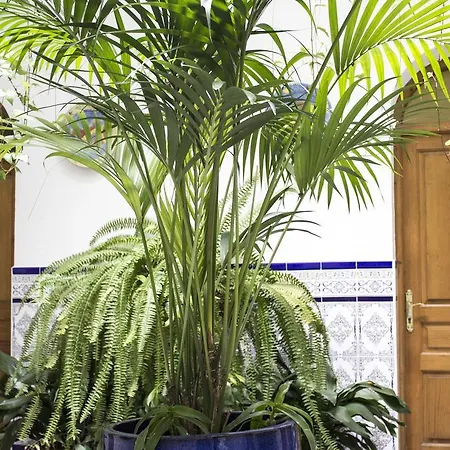 El Arco Guest house Conil De La Frontera