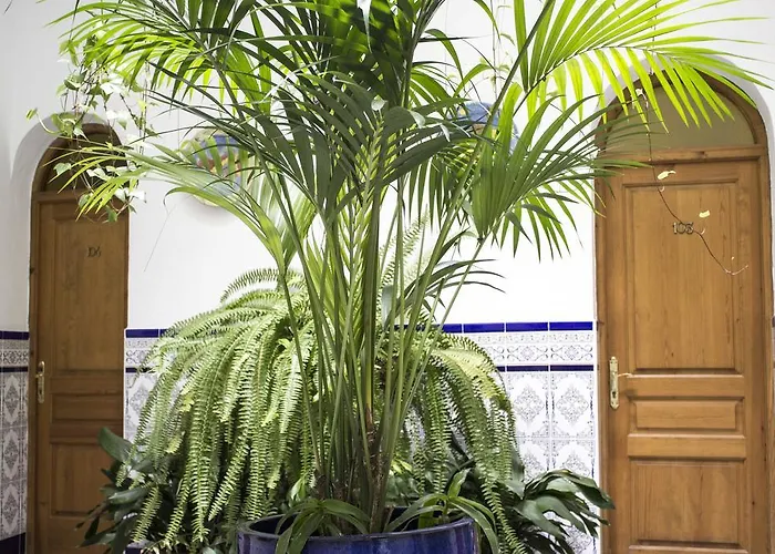 El Arco Πανσιόν Conil De La Frontera