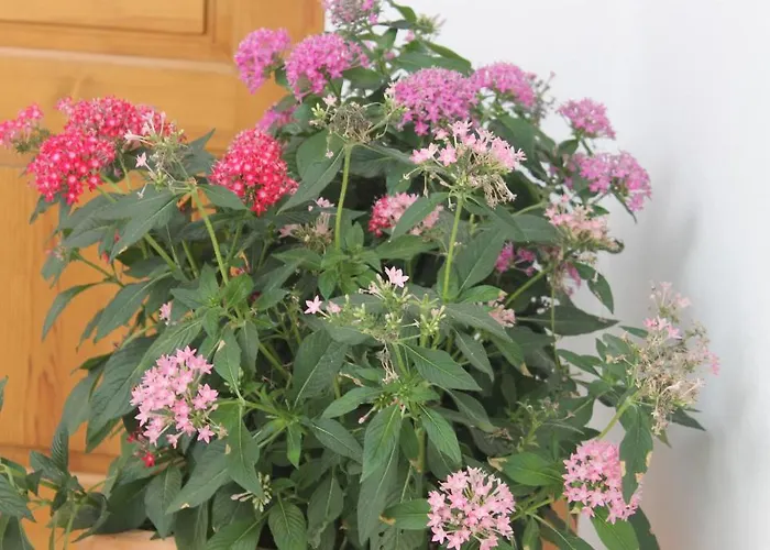 Πανσιόν El Arco